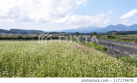 Soba flowers (Hiruzen Plateau) Soba flowers (Hiruzen Plateau) 117174676