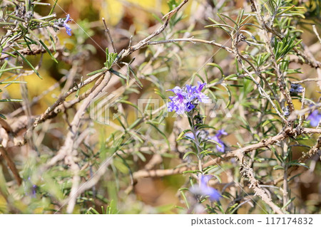 迷迭香花 迷迭香花 117174832