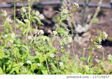 Shepherd's purse flower, one of the seven herbs of spring Shepherd's purse flower, one of the seven herbs of spring 117174837