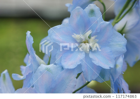Light blue delphinium Light blue delphinium 117174863
