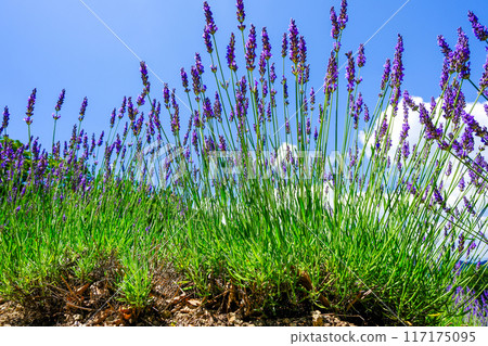 Blue sky and lavender Blue sky and lavender 117175095
