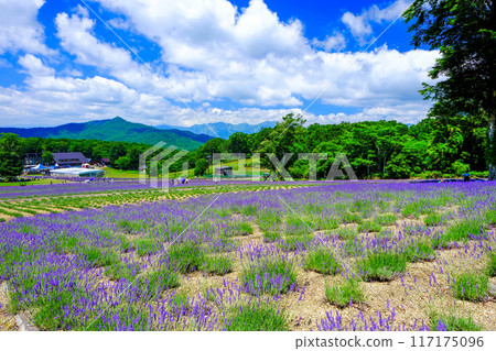 初夏的高原 117175096