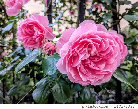 赤坂王子經典之家西式建築，美麗的玫瑰盛開 117175353