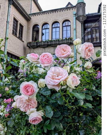 Beautiful roses blooming in the Western-style building of Akasaka Prince Classic House 117175392