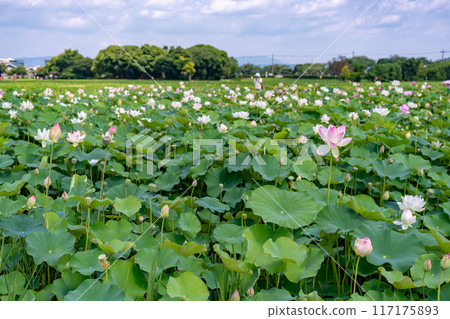 奈良縣橛原市:盛夏的藤原宮遺址蓮花盛開 奈良縣橛原市:盛夏的藤原宮遺址蓮花盛開 117175893