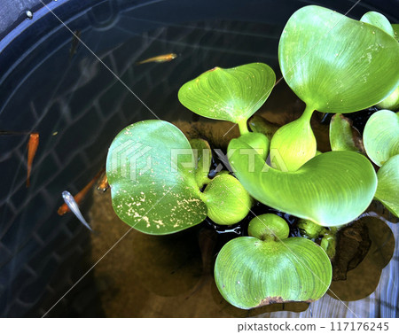 青鱂和水草 青鱂和水草 117176245