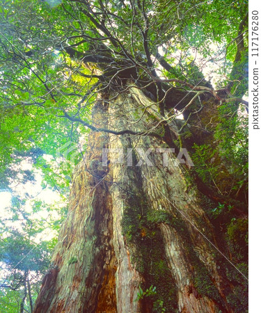 "World Natural Heritage" Yakushima, Kigensugi Cedar / "Yakushima National Park" Estimated age: 3000 years, height: 19.5m, trunk circumference: 8.1 "World Natural Heritage" Yakushima, Kigensugi Cedar / "Yakushima National Park" Estimated age: 3000 years, height: 19.5m, trunk circumference: 8.1 117176280