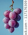 bunch of blue grapes 117176309
