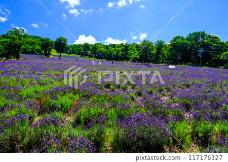 Lavender flowers blooming in Takahara 117176327