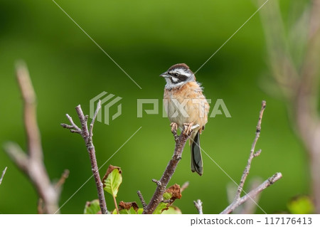Adult bunting bird relaxing surrounded by young green leaves Adult bunting bird relaxing surrounded by young green leaves 117176413