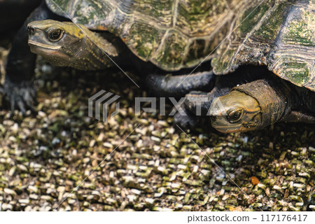 Close-up of the faces of two Japanese pond turtles 117176417