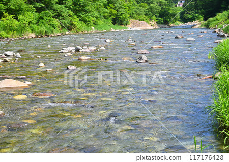 Kiyotsu River flowing through a forest of fresh greenery, early summer scenery, Tokamachi City, Niigata Prefecture 117176428