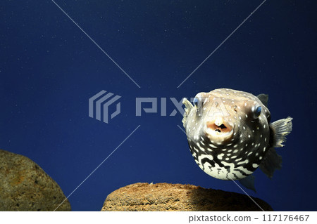 Pufferfish white-spotted puffer fish saltwater fish swimming fish White-spotted puffer puffer 117176467