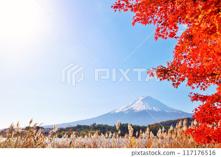 秋葉、蒲葦和富士山 117176516