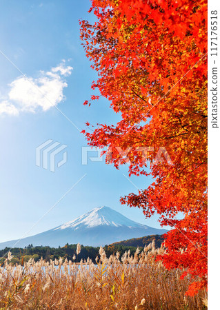 秋葉、蒲葦和富士山 117176518