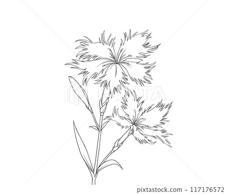 Realistic line drawing of a dianthus Realistic line drawing of a dianthus 117176572