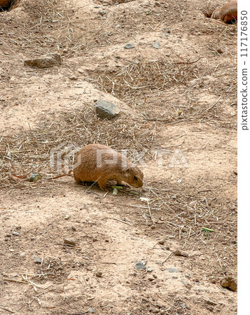 Prairie dogs out of their holes watching for food Prairie dogs out of their holes watching for food 117176850