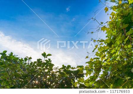 Sunrise blue sky 117176933