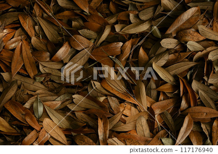 落葉 落葉 117176940