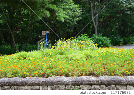 日立海濱公園 2023-8-12 #21 117176981