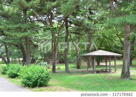 日立海濱公園 2023-8-12 #22 117176982