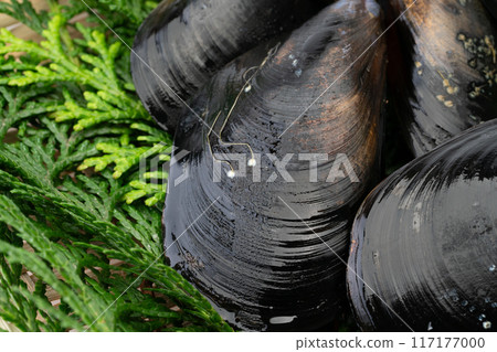 Raw mussels close-up 117177000