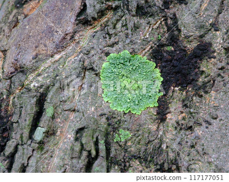 Moss growing in trees 117177051