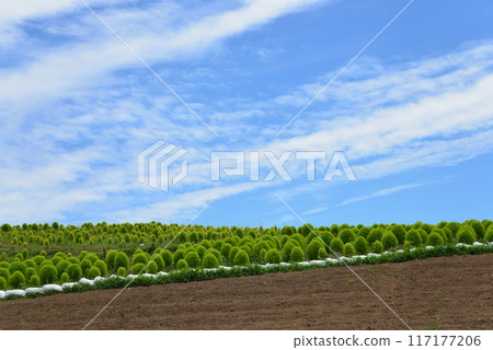 Hitachi Seaside Park 2023-8-12 #38 117177206