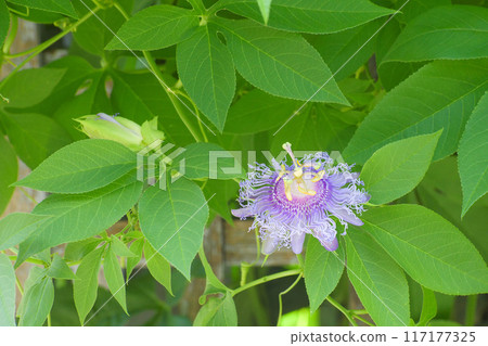 Passionate Passionate 117177325