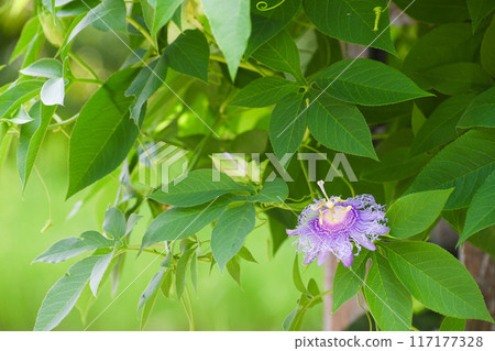 Passionate Passionate 117177328