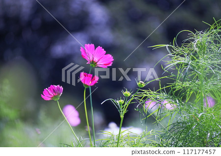 Pink cosmos blooming in the autumn field 117177457