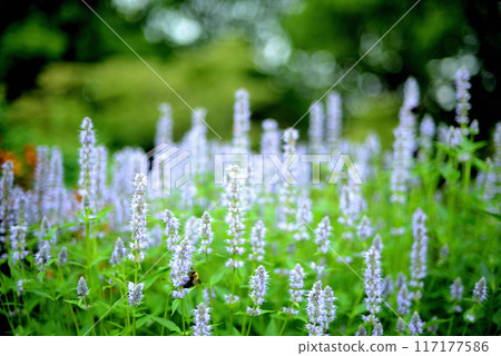 八角牛膝草 白花 八角牛膝草 白花 117177586