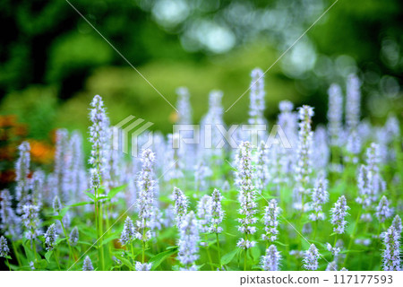 八角牛膝草 白花 117177593