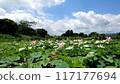 Lotus flowers 117177694