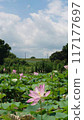Lotus root flower field 117177697