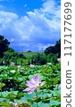 lotus flower in the blue sky 117177699