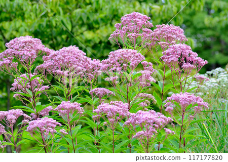 麻仙鶴草花 麻仙鶴草花 117177820