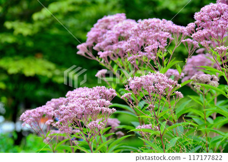 麻仙鶴草花 麻仙鶴草花 117177822