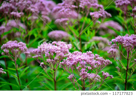 麻仙鶴草花 117177823