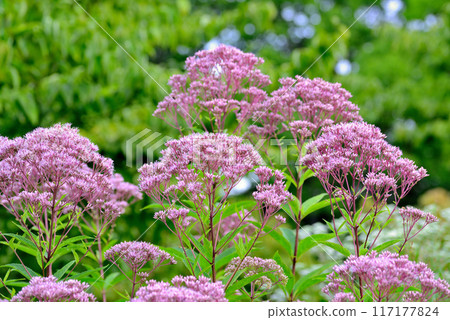 麻仙鶴草花 麻仙鶴草花 117177824