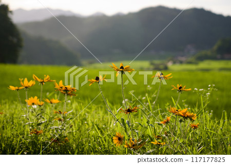 夏季鄉村景觀：綠色的稻米和黃色花朵後面的山脈 117177825