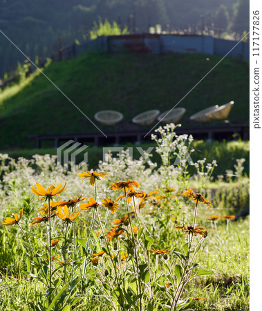 清晨的三河內水稻梯田,夏天,黃色花朵外的水稻梯田 清晨的三河內水稻梯田,夏天,黃色花朵外的水稻梯田 117177826