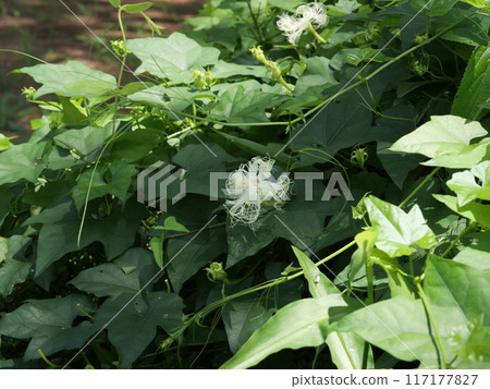 The flowers of the vine are blooming 117177827
