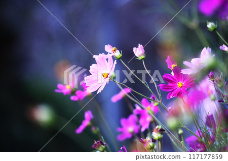 與波斯菊花的風景 與波斯菊花的風景 117177859