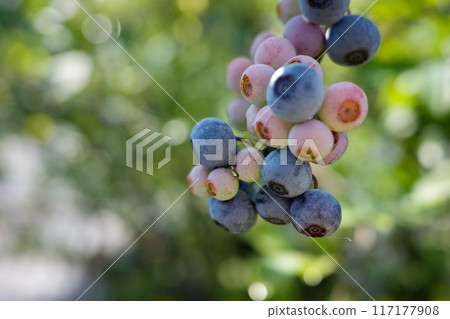 樹枝上的藍莓 樹枝上的藍莓 117177908