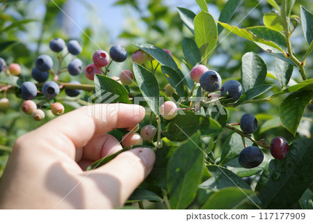 Picking Blueberries 117177909