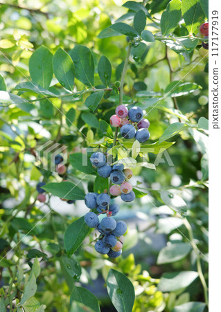 樹枝上的藍莓 樹枝上的藍莓 117177919
