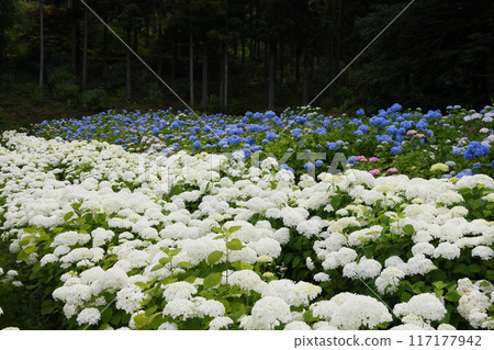 岩手縣一關市舞川原澤，繡球花名勝地道奧繡球園，繡球花田裡的白繡球安娜貝爾和紫陽花繡球 117177942