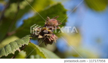 Close-up of a hazelnut growing on a tree in a sunny environment with blue sky background 117177956