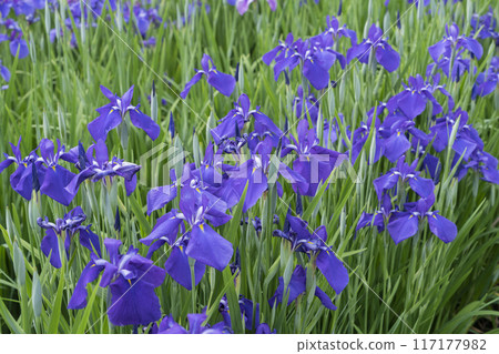 Hanabishi flower Hanabishi flower 117177982